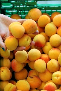 Apricots summer orange