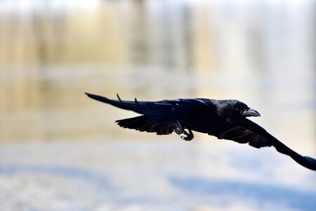 Bird black feather photo