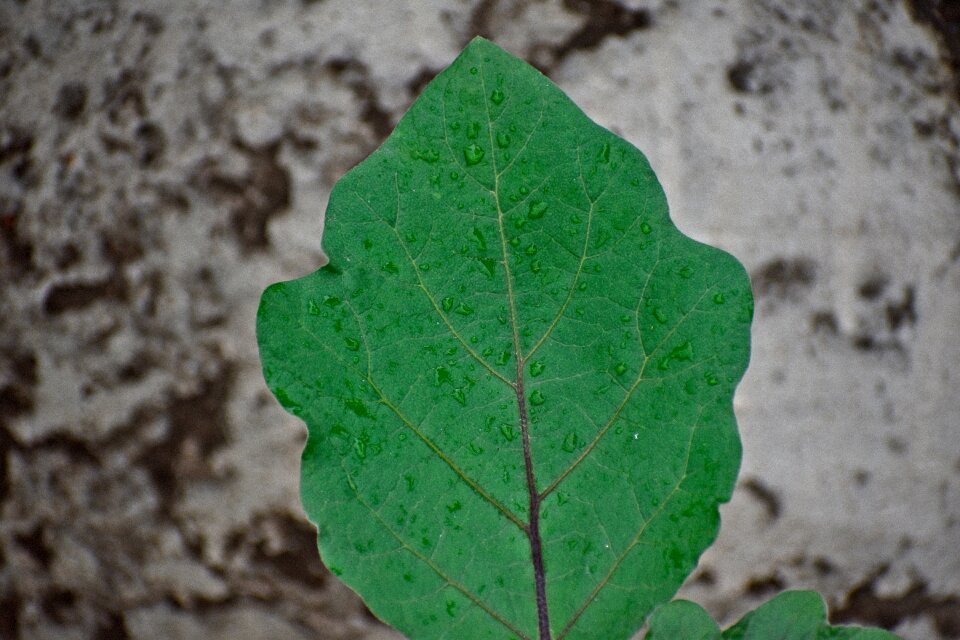 Green leaf veins gray egg
