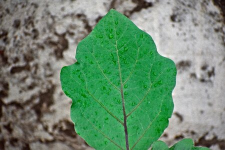 Green leaf veins gray egg