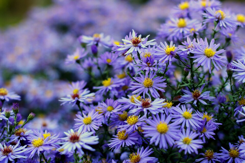 Asters violet purple flower