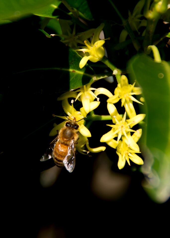 Nectar pollen yellow
