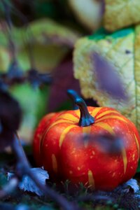 Season autumn fall