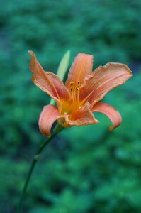 Summer lily flowers