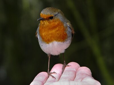 Wildlife redbreast ornithology