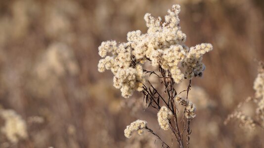Winter plant slovakia