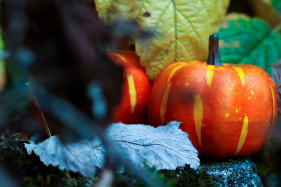 Season autumn fall