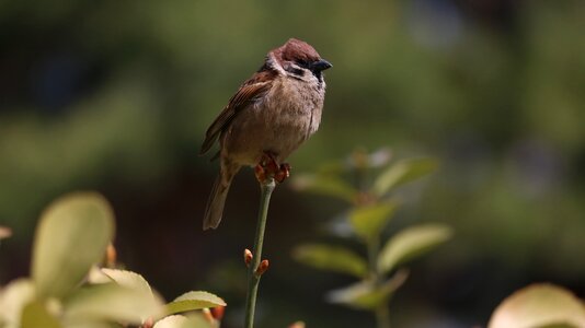 Animal outdoors sparrow photo