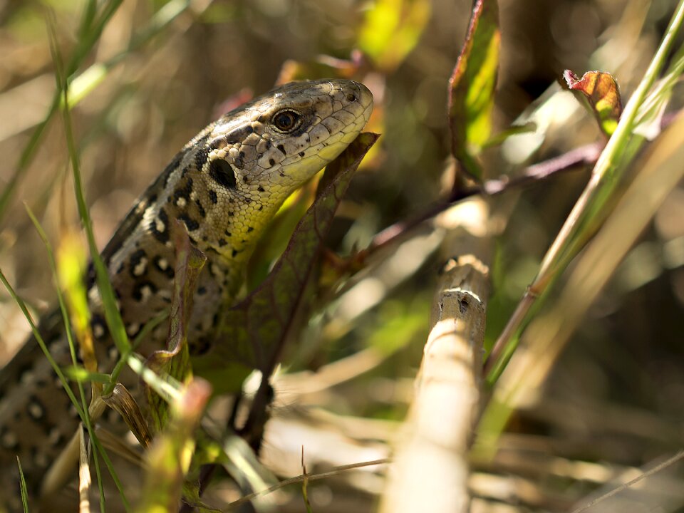 Animal plant reptile