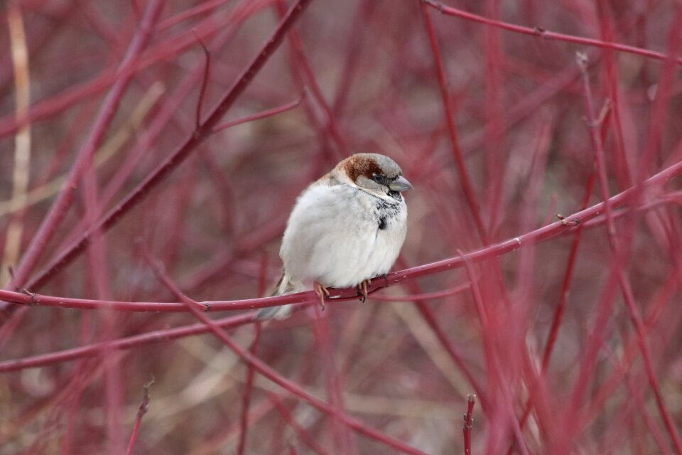 Living nature animals little