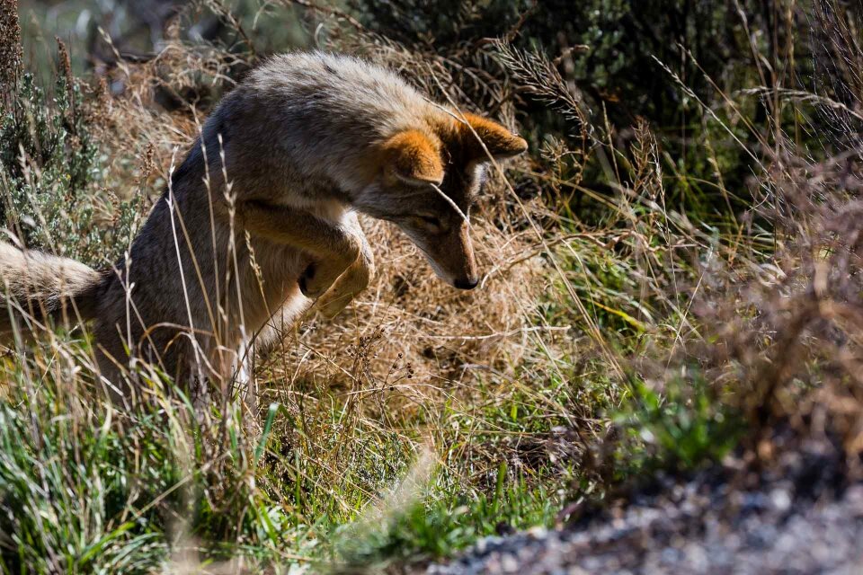 Animal mammal wildlife
