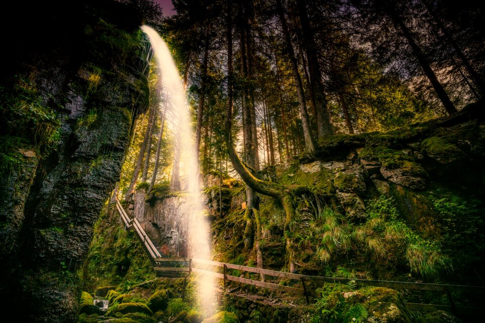 Cliff forest trees