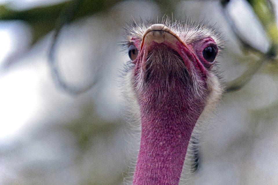 Animal nature bird