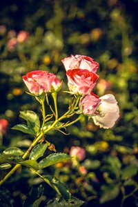 Close up rosaceae velvet photo