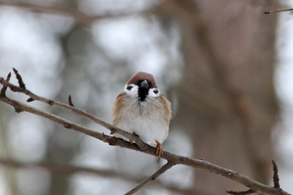 Outdoors animals the tree sparrow photo