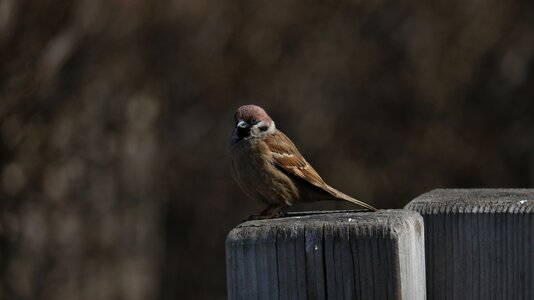 Wildlife outdoors sparrow photo