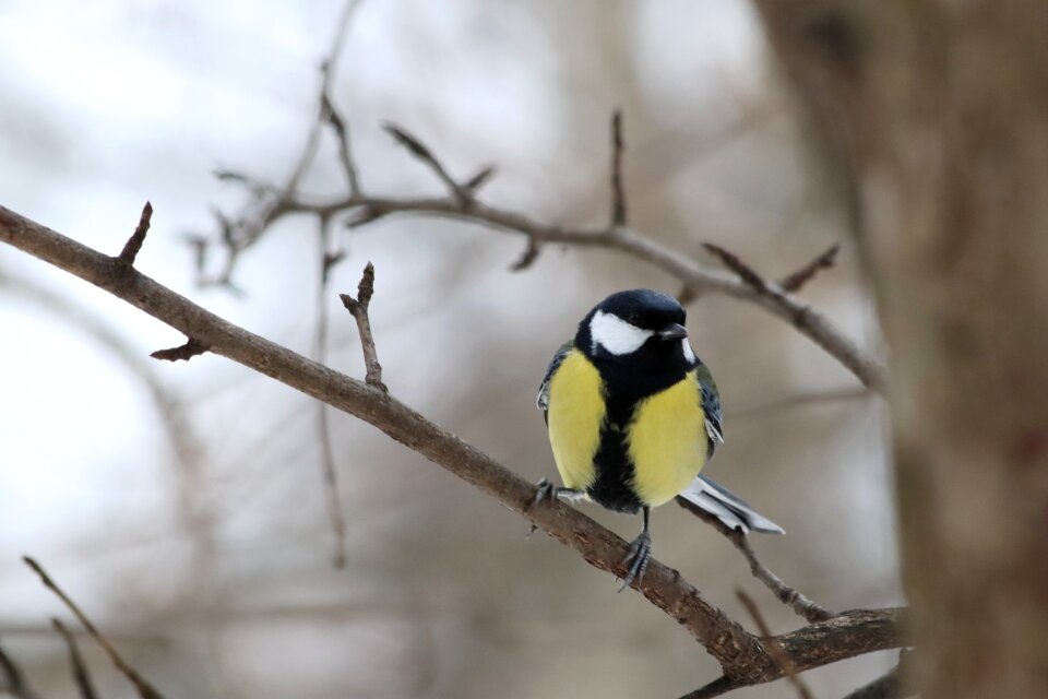 Outdoors animals songbird
