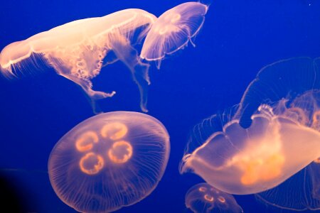 Deep sea ocean