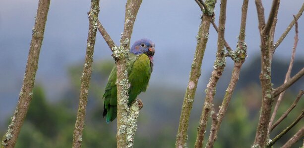 Tree wild life parrot