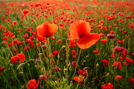 Spring field red