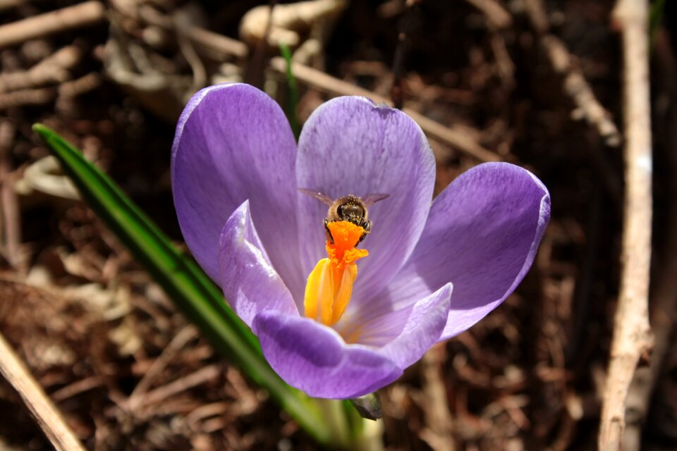 Bee spring brown bee