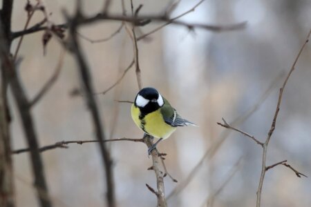 Songbird animals tree photo