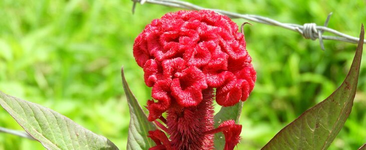Plant summer flower