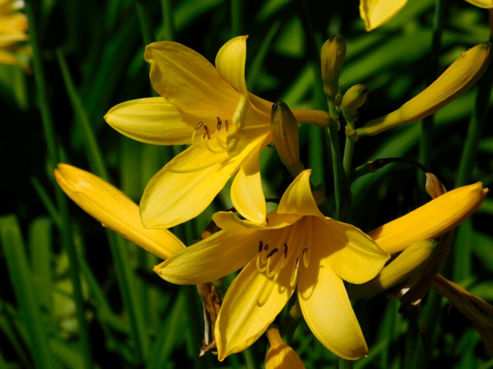 Plant floral summer