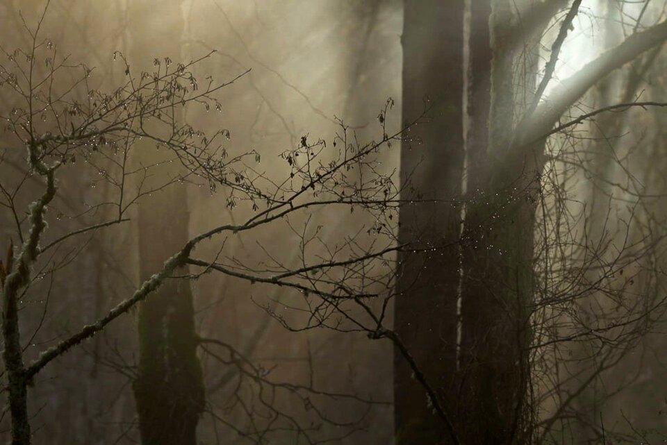 Trees travel adventure