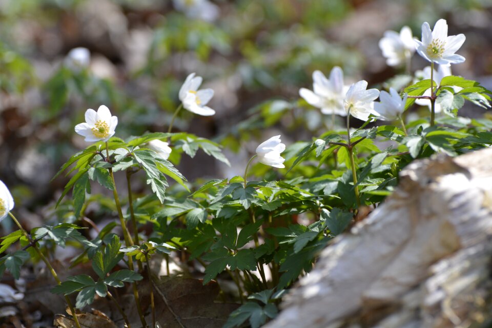 Leaf petal wood anemone