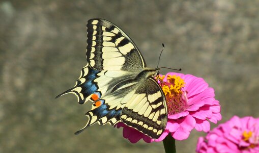 Nature flower closeup photo