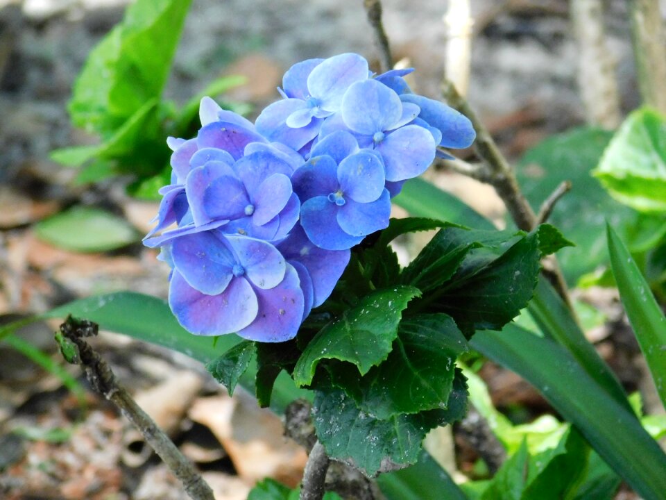 Purple flower purple flowers floral