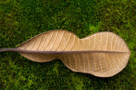 Moss green leaf veins plant photo