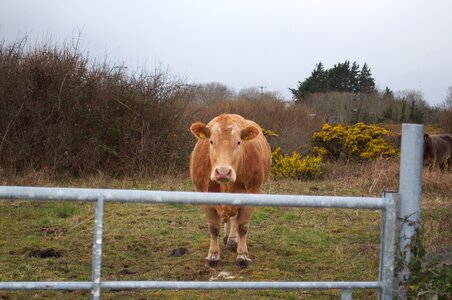 Farm cattle brown cow photo