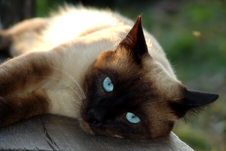 Siamese cat cat's eye cat eyes photo