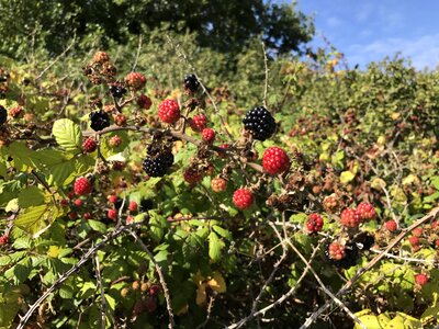 Field nature brambles