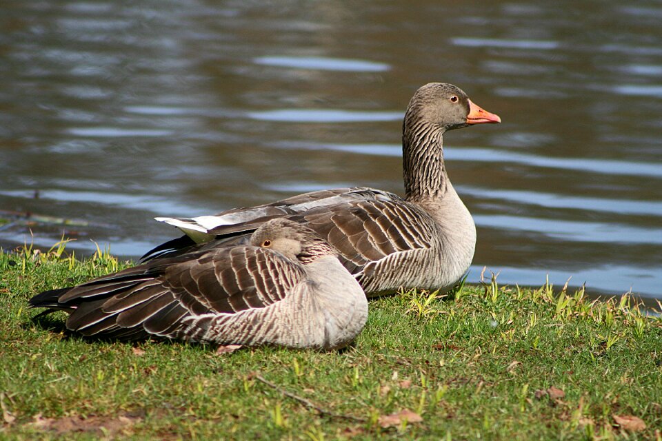 Nature bird lake
