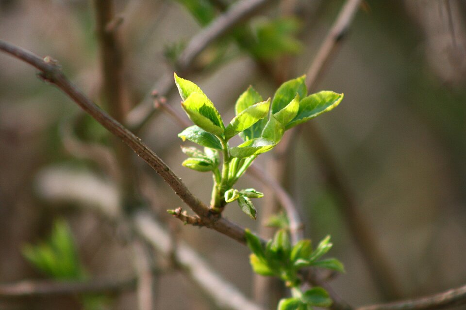 Tree nature growth