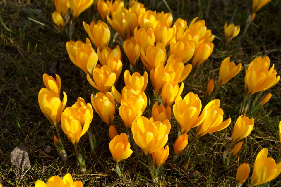 Field grass crocus