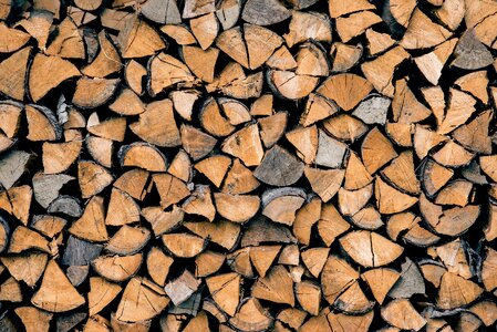 Trunk wood log