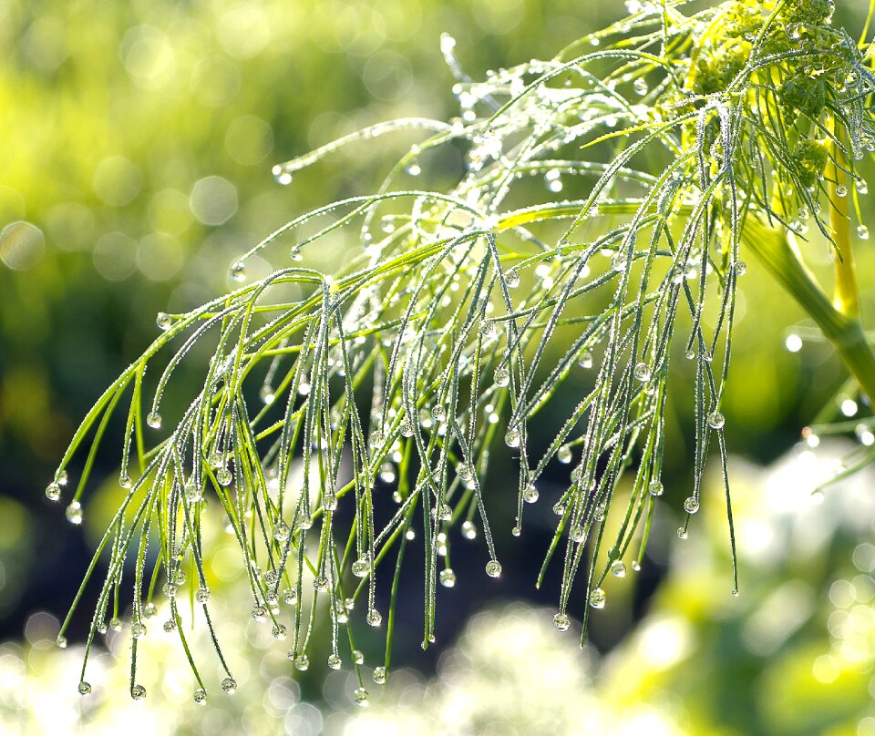 Summer beautiful flora