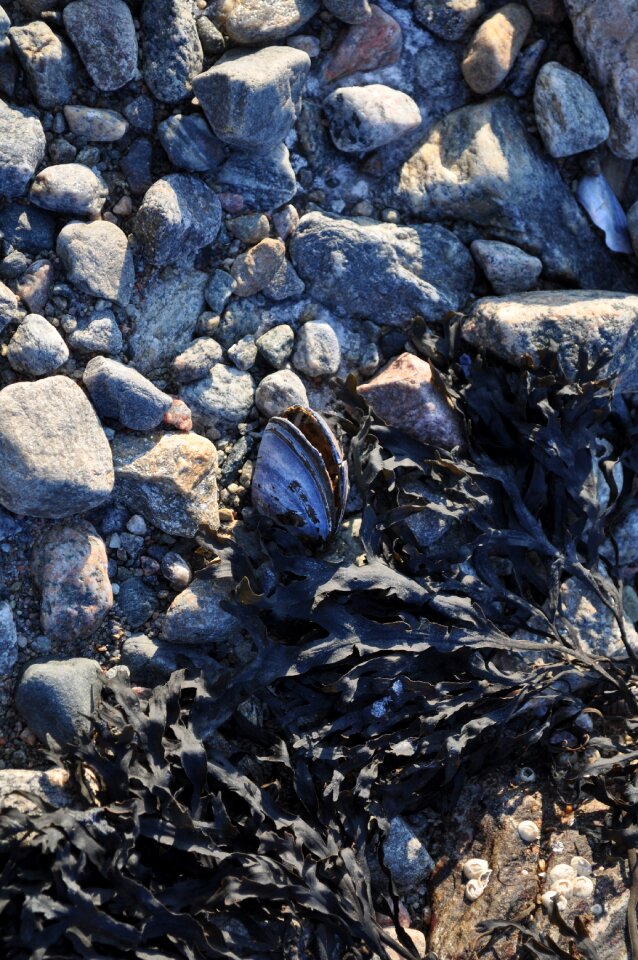 Frozen morning beach stone