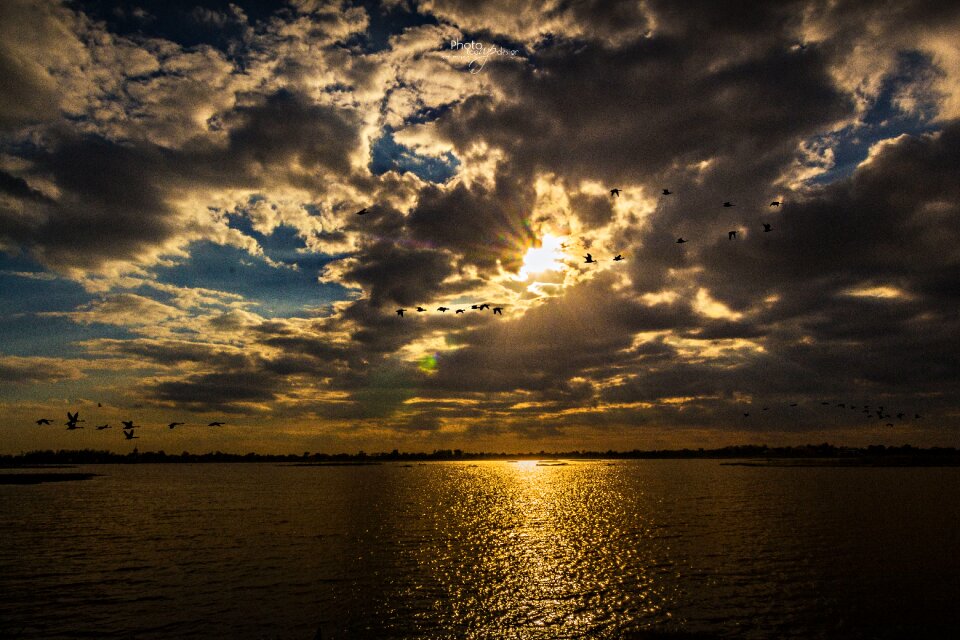 The birds fly back to the nest evening sunset photo