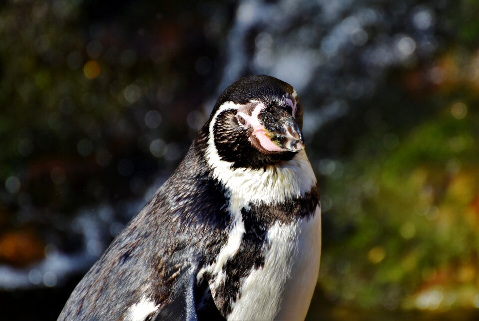 Animal animal world bill
