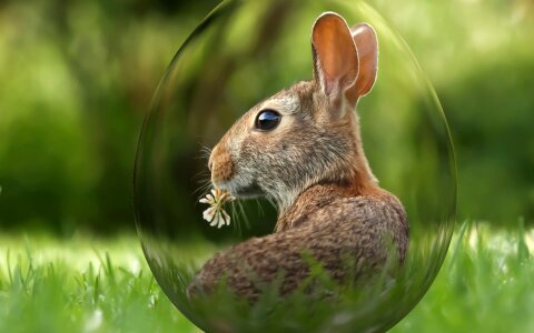 Egg bunny green egg