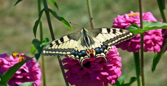 Garden summer butterfly