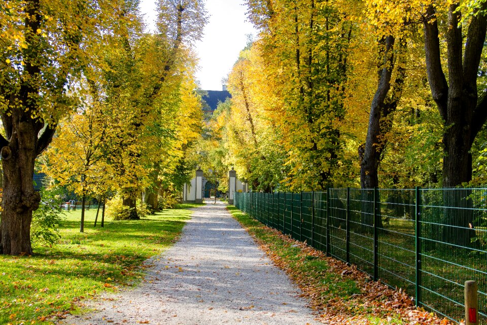Tree lined avenue nature away