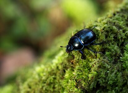 Outdoor beetle dung beetle