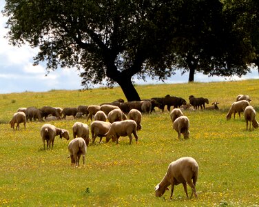 Grazing wildflowers spring