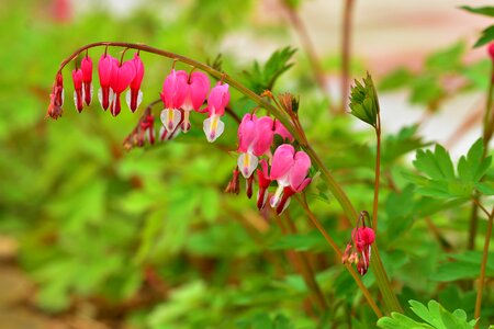 Nature plants hart